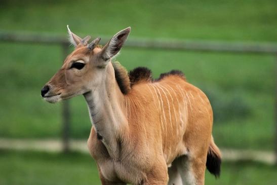 Elenantilope Opel Zoo Kronberg 2014