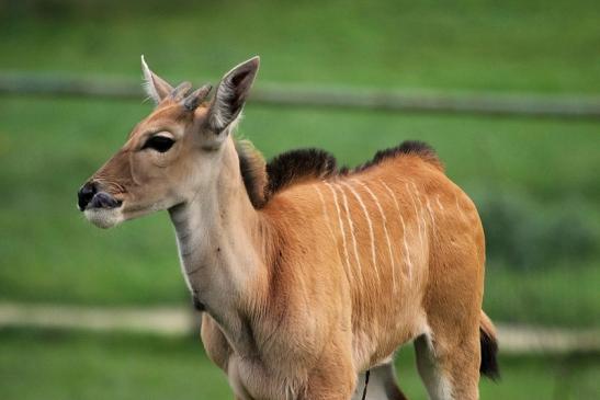 Elenantilope Opel Zoo Kronberg 2014