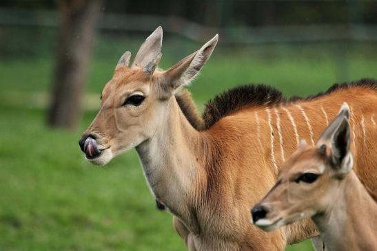 Elenantilope Opel Zoo Kronberg 2014