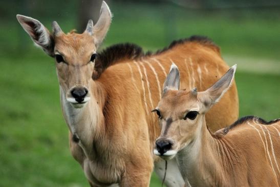 Elenantilope Opel Zoo Kronberg 2014