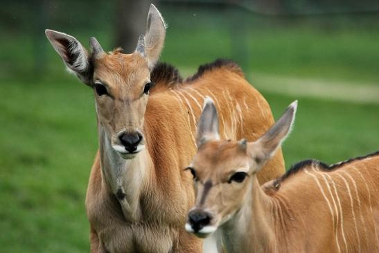 Elenantilope Opel Zoo Kronberg 2014