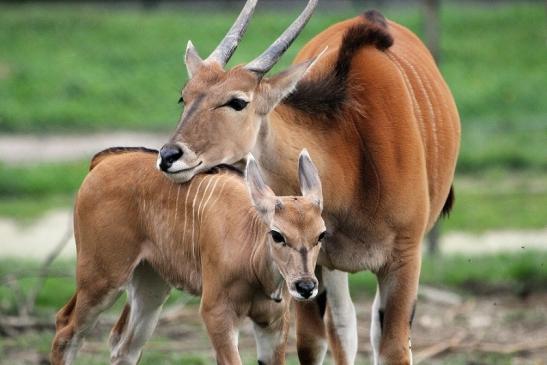 Elenantilope Opel Zoo Kronberg 2014