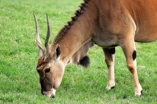 Elenantilope Opel Zoo Kronberg 2014