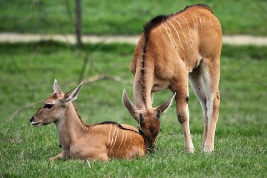 Elenantilope Opel Zoo Kronberg 2014