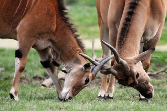 Elenantilope Opel Zoo Kronberg 2014