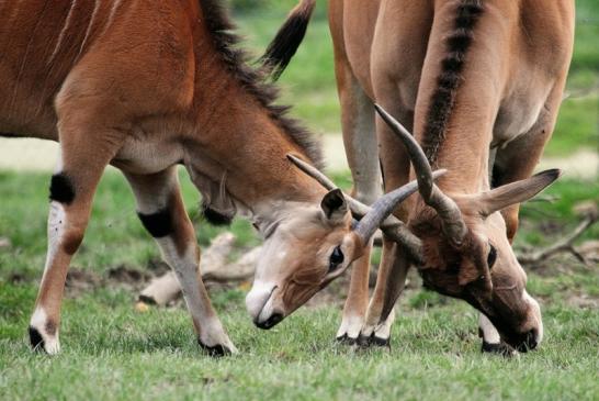 Elenantilope Opel Zoo Kronberg 2014