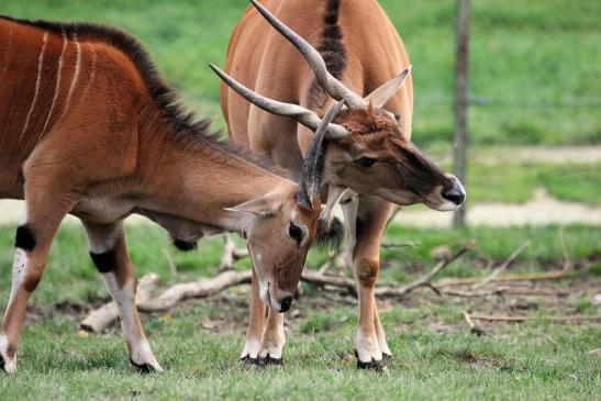 Elenantilope Opel Zoo Kronberg 2014