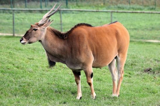 Elenantilope Opel Zoo Kronberg 2014