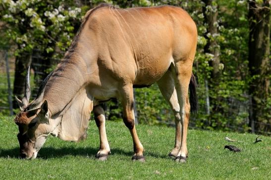 Elenantilope Opel Zoo Kronberg 2015