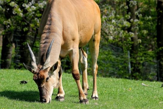 Elenantilope Opel Zoo Kronberg 2015