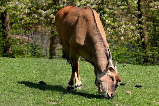 Elenantilope Opel Zoo Kronberg 2015