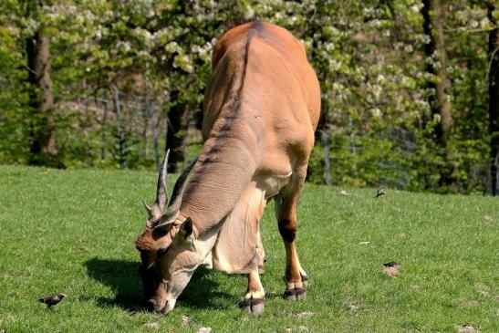 Elenantilope Opel Zoo Kronberg 2015