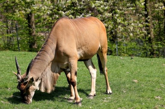 Elenantilope Opel Zoo Kronberg 2015