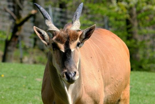 Elenantilope Opel Zoo Kronberg 2015