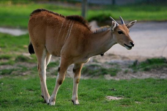 Elenantilope Opel Zoo Kronberg 2015