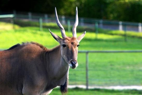 Elenantilope Opel Zoo Kronberg 2015