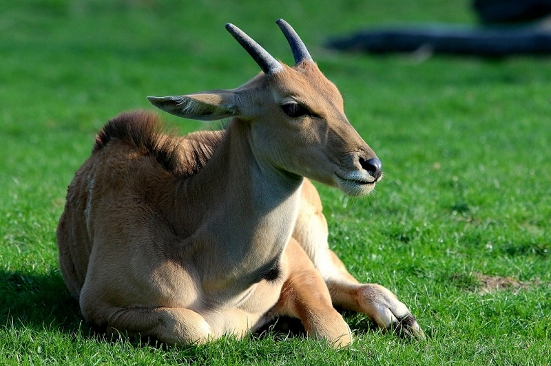 Elenantilope Opel Zoo Kronberg 2015