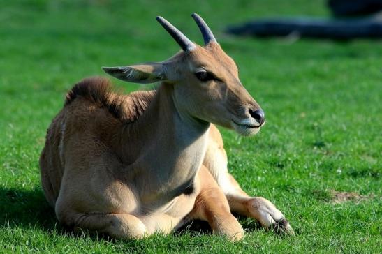 Elenantilope Opel Zoo Kronberg 2015