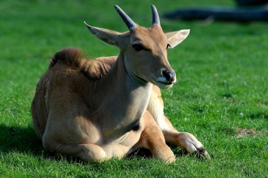 Elenantilope Opel Zoo Kronberg 2015