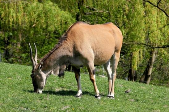 Elenantilope Opel Zoo Kronberg 2015