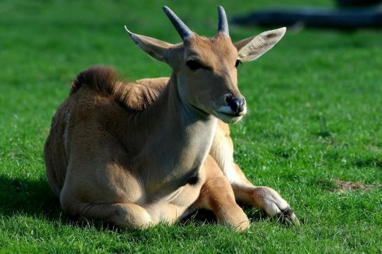 Elenantilope Opel Zoo Kronberg 2015