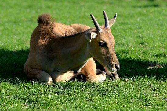 Elenantilope Opel Zoo Kronberg 2015