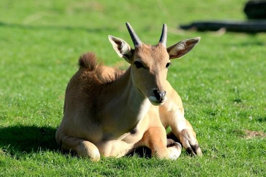 Elenantilope Opel Zoo Kronberg 2015