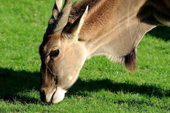 Elenantilope Opel Zoo Kronberg 2015