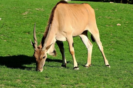 Elenantilope Opel Zoo Kronberg 2015