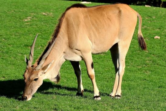 Elenantilope Opel Zoo Kronberg 2015