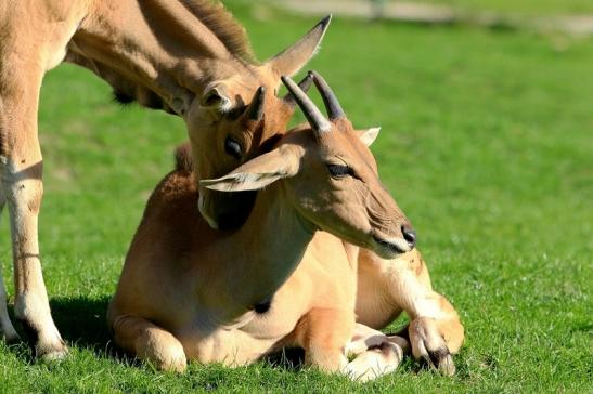 Elenantilope Opel Zoo Kronberg 2015