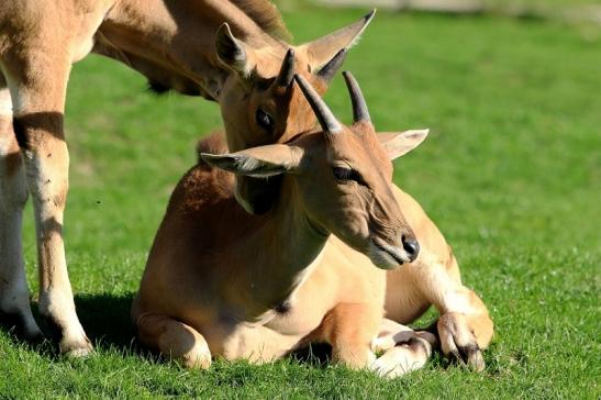 Elenantilope Opel Zoo Kronberg 2015