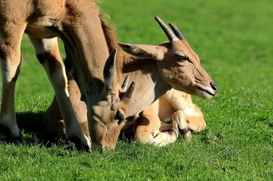 Elenantilope Opel Zoo Kronberg 2015