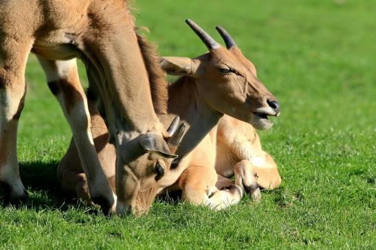 Elenantilope Opel Zoo Kronberg 2015