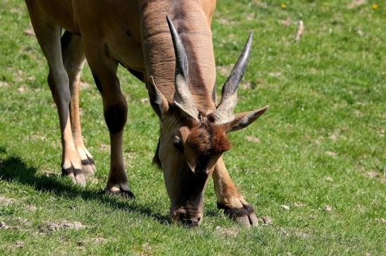 Elenantilope Opel Zoo Kronberg 2015