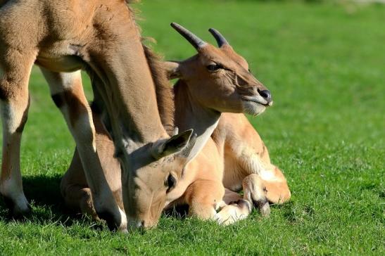 Elenantilope Opel Zoo Kronberg 2015