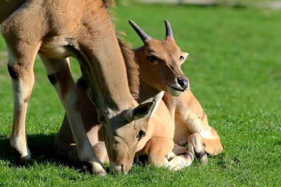 Elenantilope Opel Zoo Kronberg 2015