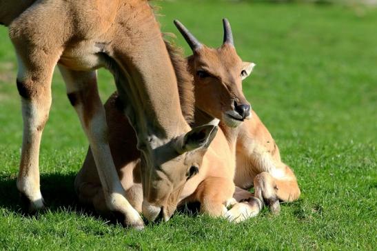 Elenantilope Opel Zoo Kronberg 2015