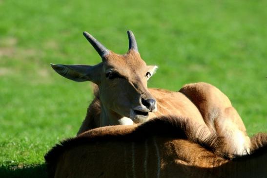 Elenantilope Opel Zoo Kronberg 2015