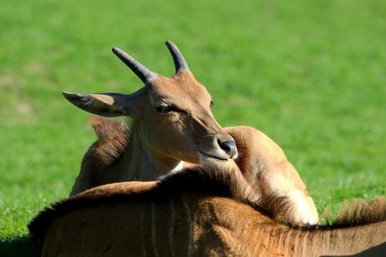 Elenantilope Opel Zoo Kronberg 2015