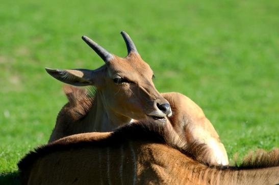 Elenantilope Opel Zoo Kronberg 2015