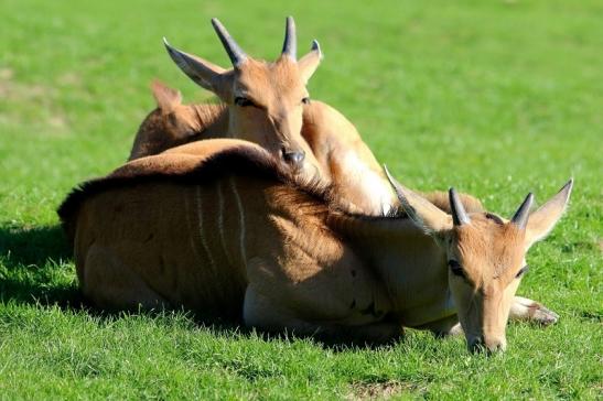 Elenantilope Opel Zoo Kronberg 2015