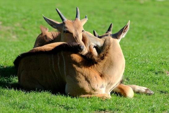 Elenantilope Opel Zoo Kronberg 2015