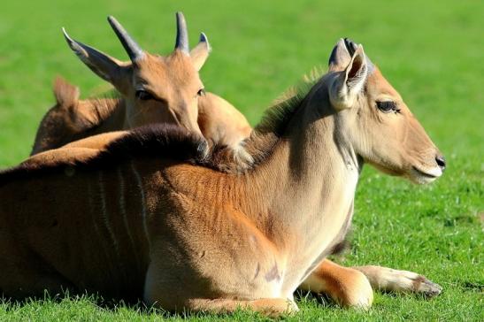 Elenantilope Opel Zoo Kronberg 2015