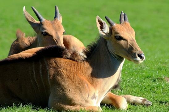 Elenantilope Opel Zoo Kronberg 2015