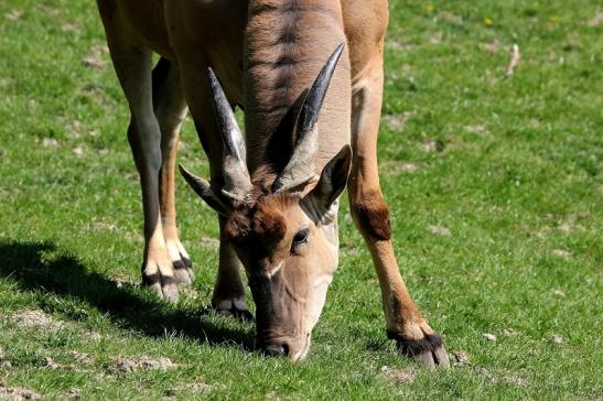 Elenantilope Opel Zoo Kronberg 2015