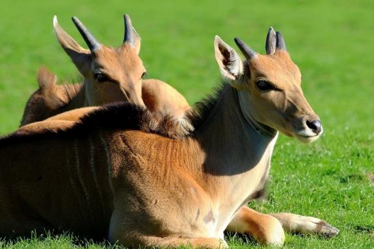 Elenantilope Opel Zoo Kronberg 2015