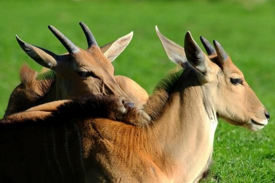 Elenantilope Opel Zoo Kronberg 2015