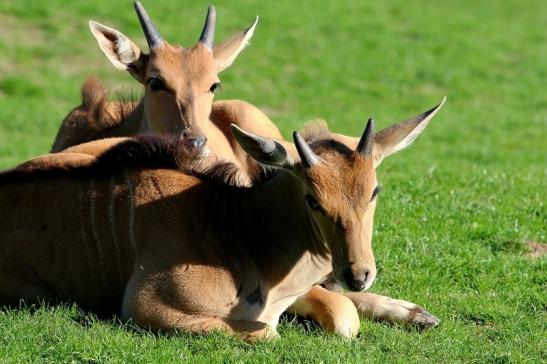 Elenantilope Opel Zoo Kronberg 2015