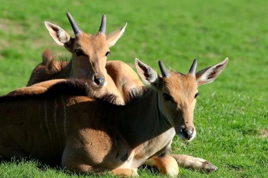 Elenantilope Opel Zoo Kronberg 2015